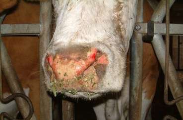 Blauzunge (20).jpg © Dr. Holsteg, Rindergesundheitsdienst Blauzunge (20).jpg © Dr. Holsteg, Rindergesundheitsdienst