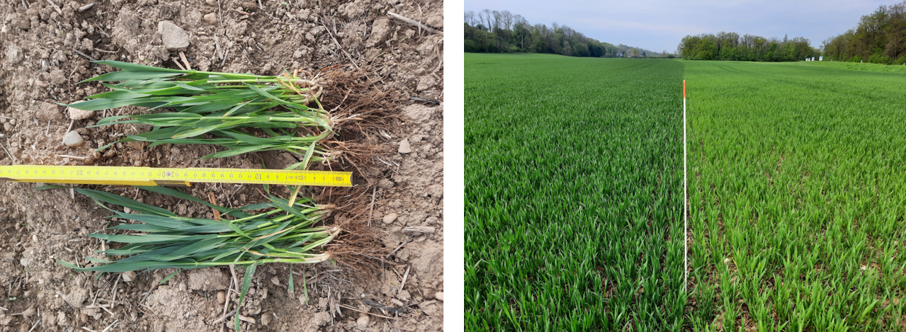 Düngung mit Cultan_BWSB.png © BWSB Düngung mit Cultan_BWSB.png © BWSB