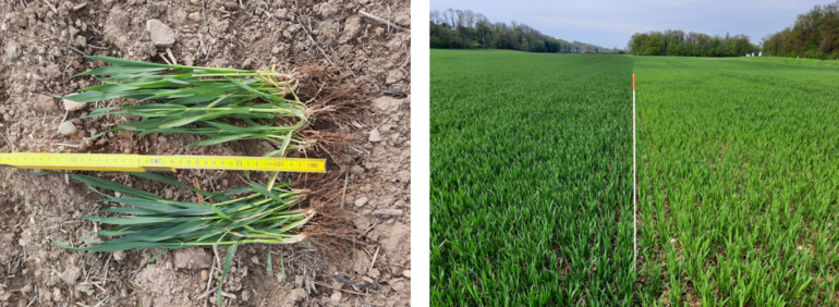 Düngung mit Cultan_BWSB.png © BWSB Düngung mit Cultan_BWSB.png © BWSB