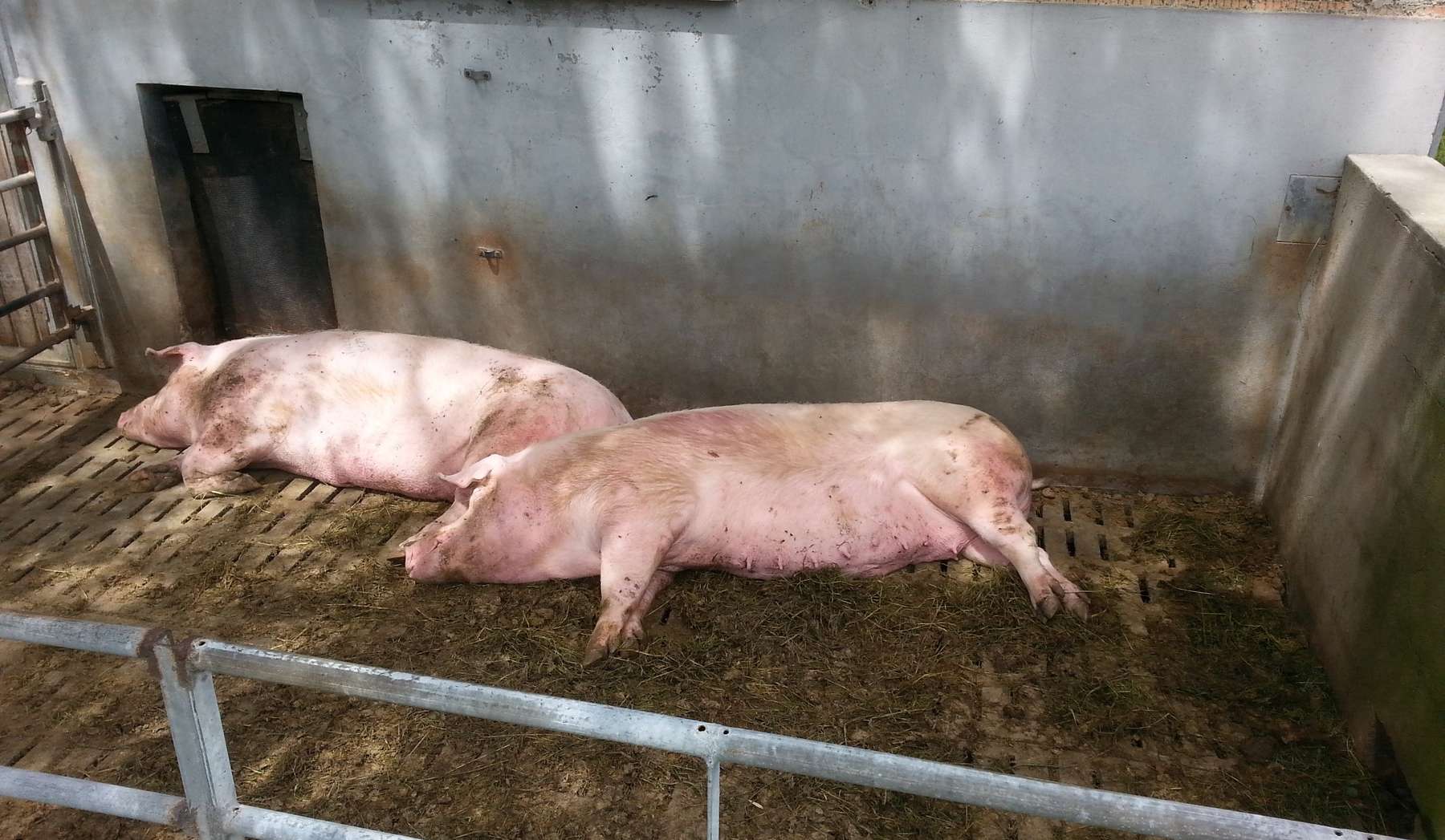 Zuchtschweine pennend tw.jpg