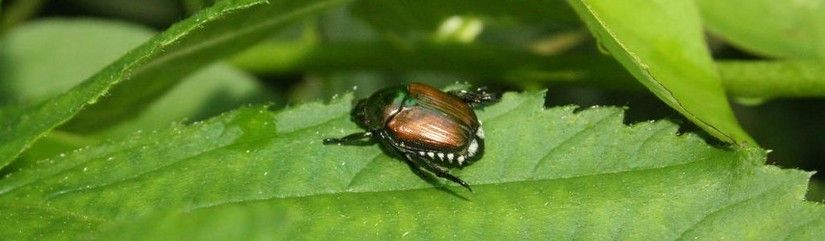 Japankäfer1.jpg © 1© EPPO/Foto: Matteo Maspero, Centro MiRT - Fondazione Minoprio (IT); EPPO (2020) EPPO Global Database Japankäfer1.jpg © 1© EPPO/Foto: Matteo Maspero, Centro MiRT - Fondazione Minoprio (IT); EPPO (2020) EPPO Global Database