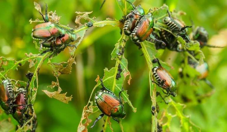 Japankäfer2.jpg © Martino Buonopane Japankäfer2.jpg © Martino Buonopane