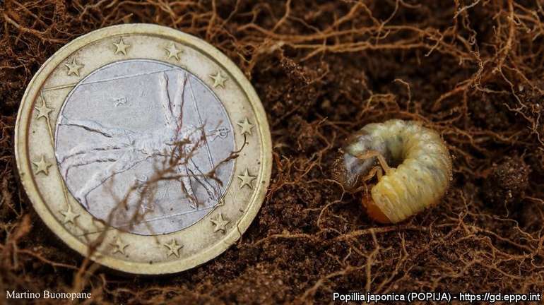 Japankäfer3.jpg © Martino Buonopane Japankäfer3.jpg © Martino Buonopane