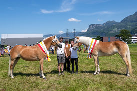 Haflinger 1 © Haflinger.jpg