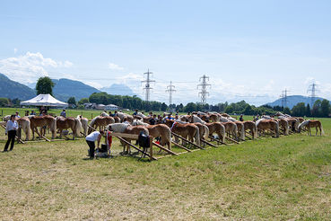 Haflinger © Haflingerzuchtverein Vorarlberg.jpg