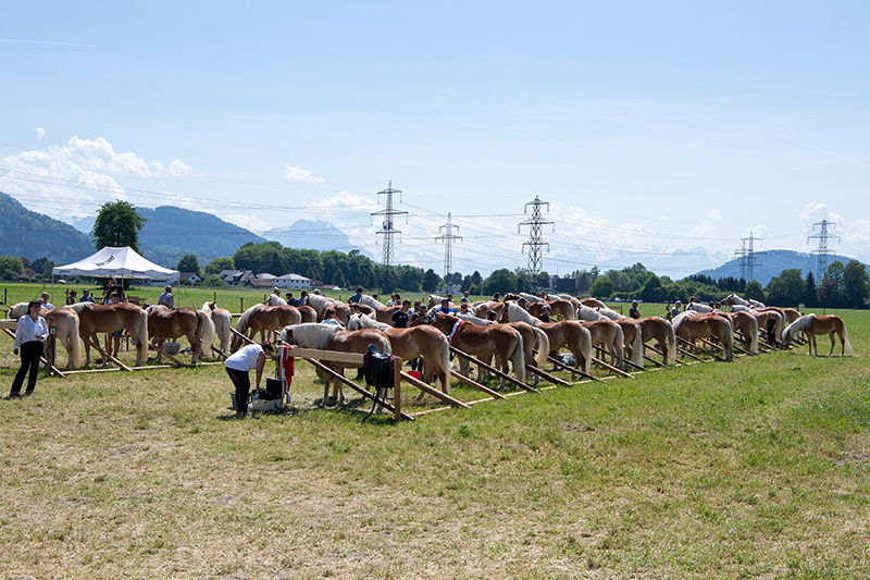 Haflinger © Haflingerzuchtverein Vorarlberg.jpg