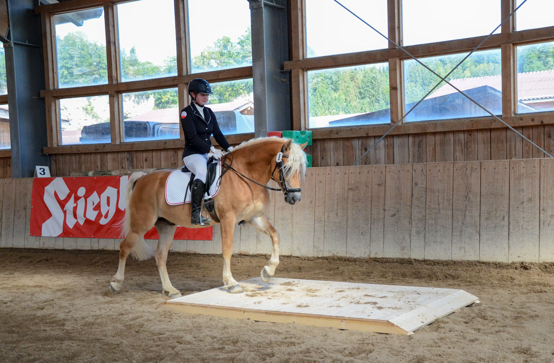 Vielversprechende Fohlen und Reitpferde in Kuchl.jpg © Pferdezucht Salzburg Vielversprechende Fohlen und Reitpferde in Kuchl.jpg © Pferdezucht Salzburg