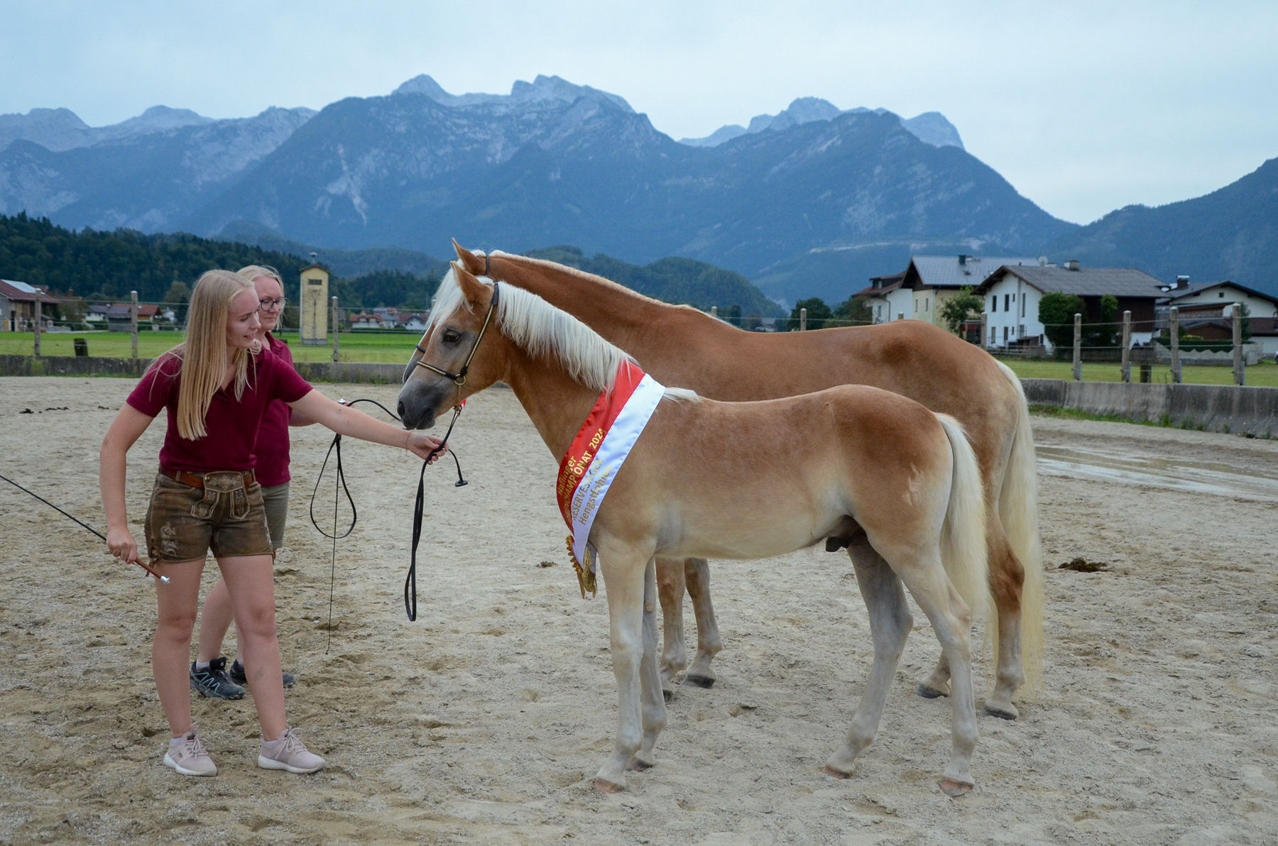 Vielversprechende Fohlen und Reitpferde in Kuchl.jpg © Pferdezucht Salzburg