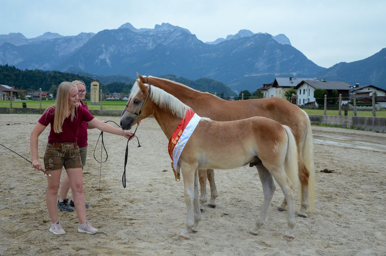 Vielversprechende Fohlen und Reitpferde in Kuchl.jpg