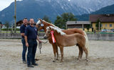 Vielversprechende Fohlen und Reitpferde in Kuchl.jpg © Pferdezucht Salzburg