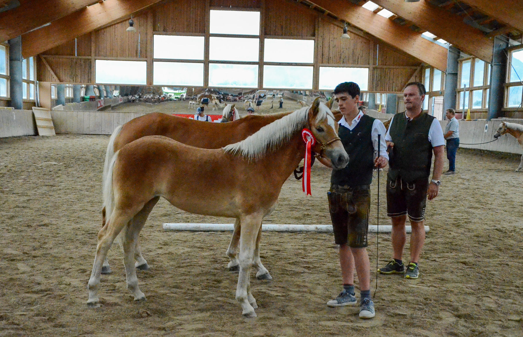 Vielversprechende Fohlen und Reitpferde in Kuchl.jpg © Pferdezucht Salzburg Vielversprechende Fohlen und Reitpferde in Kuchl.jpg © Pferdezucht Salzburg