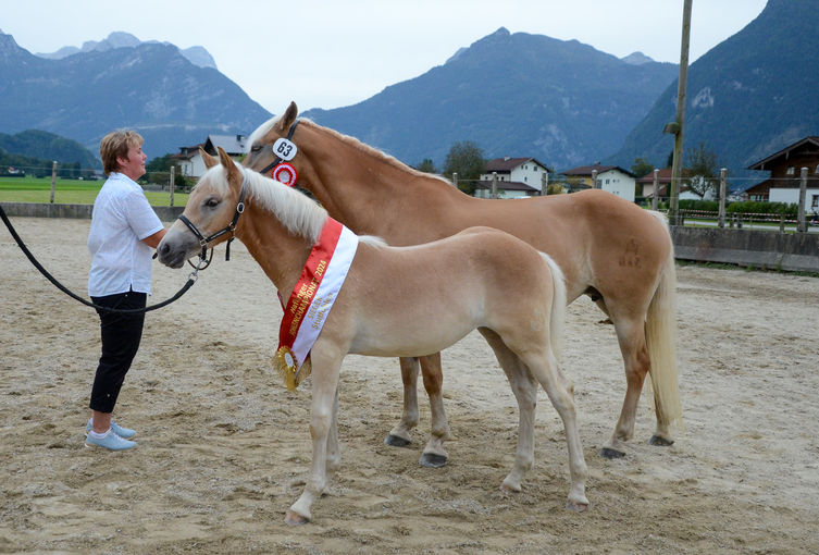 Vielversprechende Fohlen und Reitpferde in Kuchl.jpg © Pferdezucht Salzburg