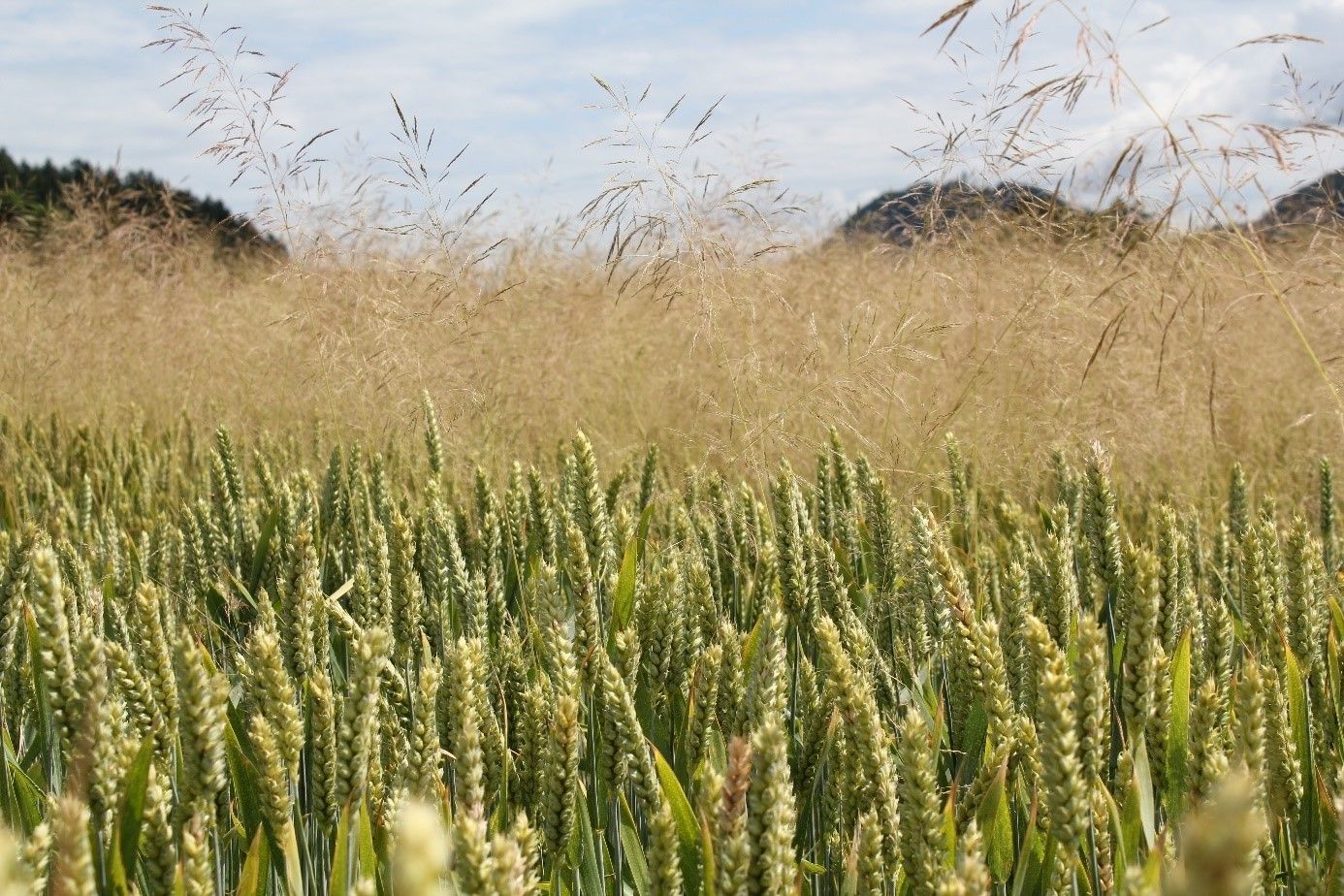 Unkrautbekämpfung Herbst.jpg © Hans Egger