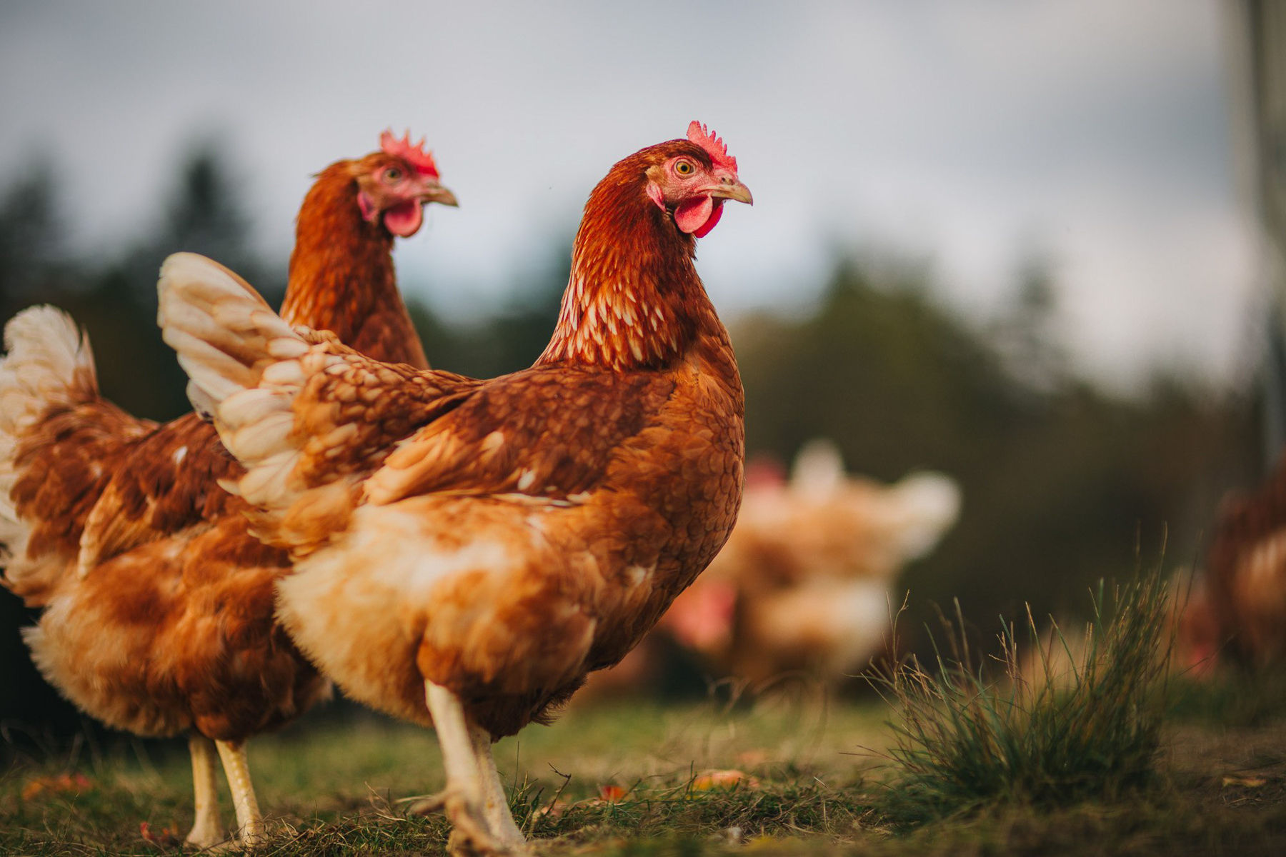 Ungebetene Gäste –  was tun gegen Vogelmilbe und Co?.jpg