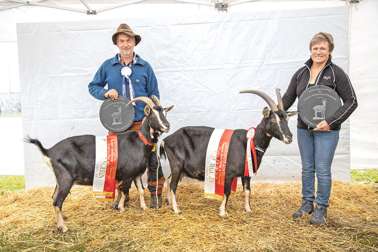 Hohe Qualität bei seltenen Rassen präsentiert.jpg © Salzburger Landesverband für Schafe und Ziegen Hohe Qualität bei seltenen Rassen präsentiert.jpg © Salzburger Landesverband für Schafe und Ziegen