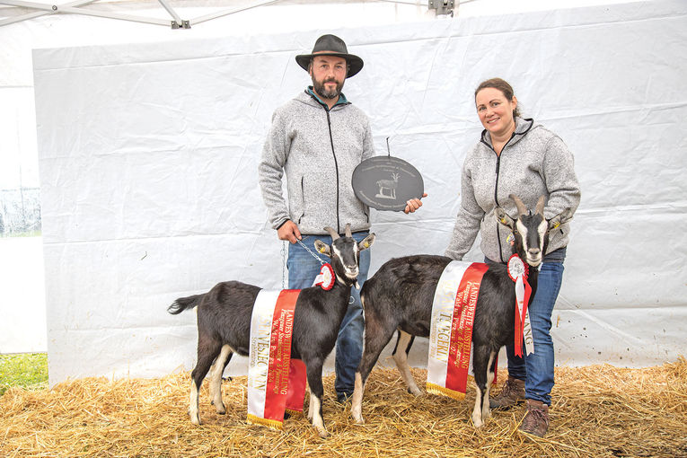Hohe Qualität bei seltenen Rassen präsentiert.jpg © Salzburger Landesverband für Schafe und Ziegen Hohe Qualität bei seltenen Rassen präsentiert.jpg © Salzburger Landesverband für Schafe und Ziegen
