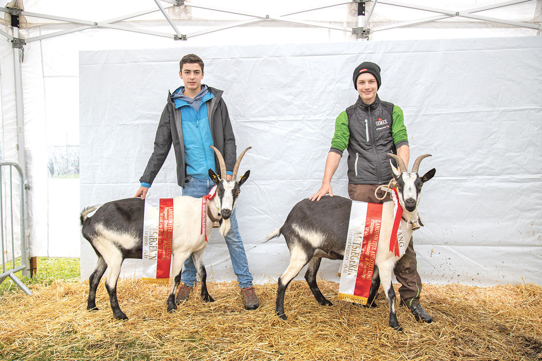 Hohe Qualität bei seltenen Rassen präsentiert.jpg © Salzburger Landesverband für Schafe und Ziegen Hohe Qualität bei seltenen Rassen präsentiert.jpg © Salzburger Landesverband für Schafe und Ziegen