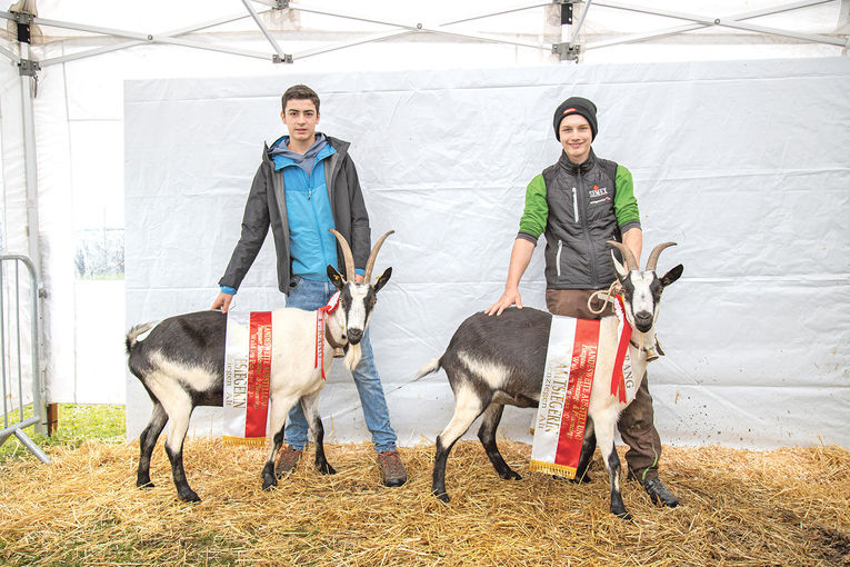 Hohe Qualität bei seltenen Rassen präsentiert.jpg © Salzburger Landesverband für Schafe und Ziegen Hohe Qualität bei seltenen Rassen präsentiert.jpg © Salzburger Landesverband für Schafe und Ziegen