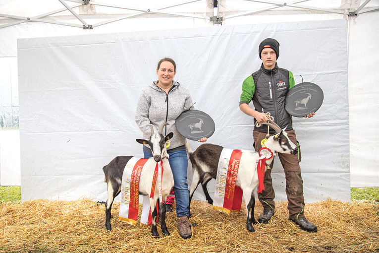 Hohe Qualität bei seltenen Rassen präsentiert.jpg © Salzburger Landesverband für Schafe und Ziegen Hohe Qualität bei seltenen Rassen präsentiert.jpg © Salzburger Landesverband für Schafe und Ziegen