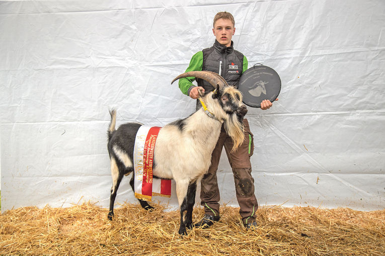 Hohe Qualität bei seltenen Rassen präsentiert.jpg © Salzburger Landesverband für Schafe und Ziegen Hohe Qualität bei seltenen Rassen präsentiert.jpg © Salzburger Landesverband für Schafe und Ziegen