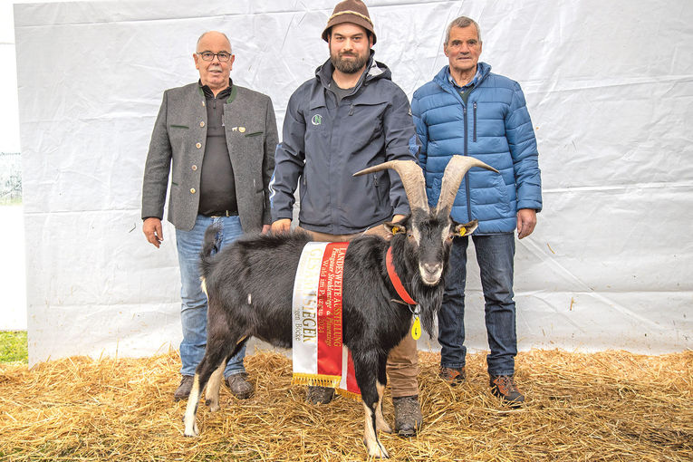 Hohe Qualität bei seltenen Rassen präsentiert.jpg © Salzburger Landesverband für Schafe und Ziegen Hohe Qualität bei seltenen Rassen präsentiert.jpg © Salzburger Landesverband für Schafe und Ziegen