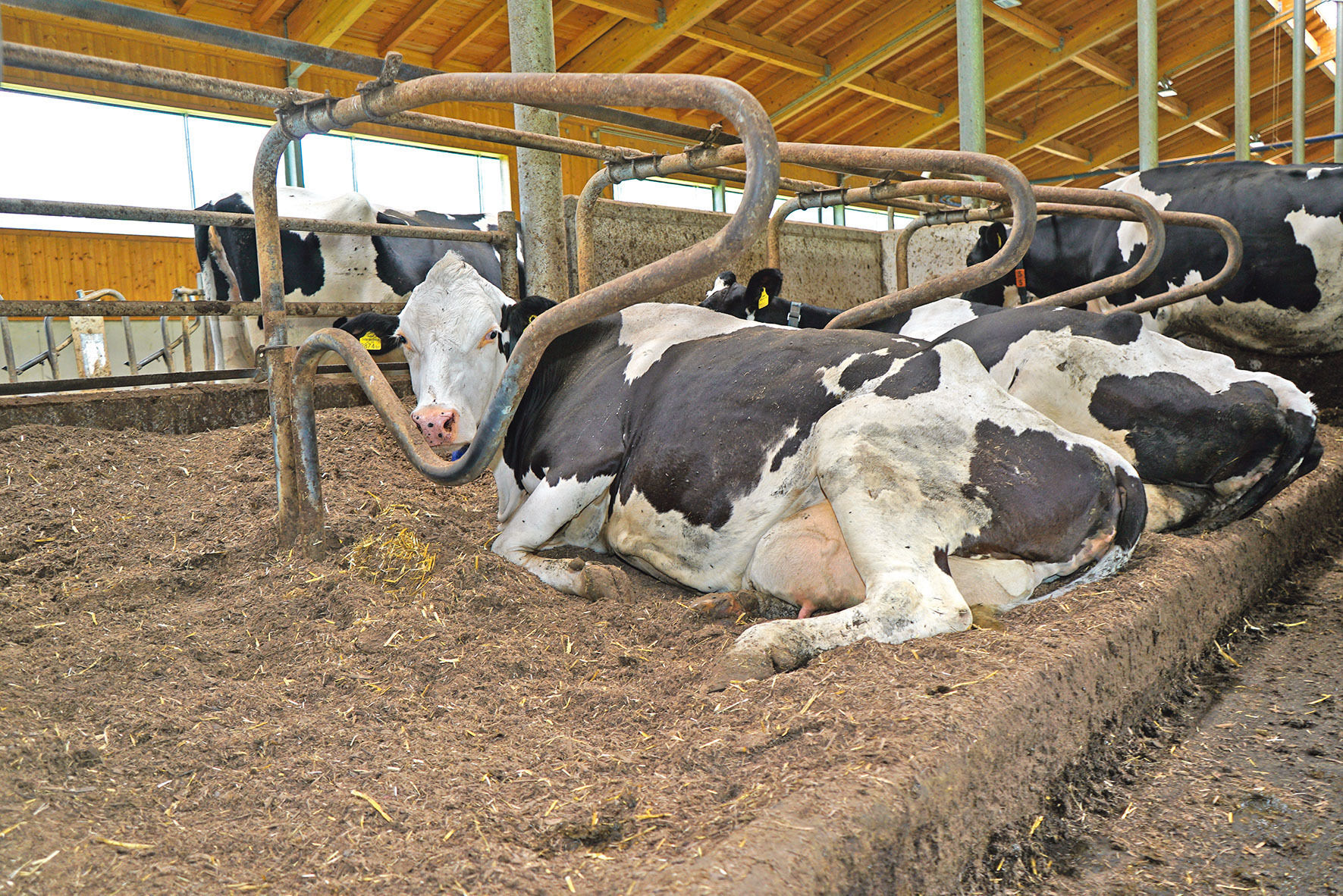 Der eigene "Waldboden"  als Einstreu.jpg