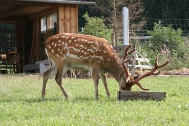 Weidemanagement in Hirschgehegen.jpg © Quelle: verändert nach Sabina Graf, AGRIDEA – forum6/7, 2017