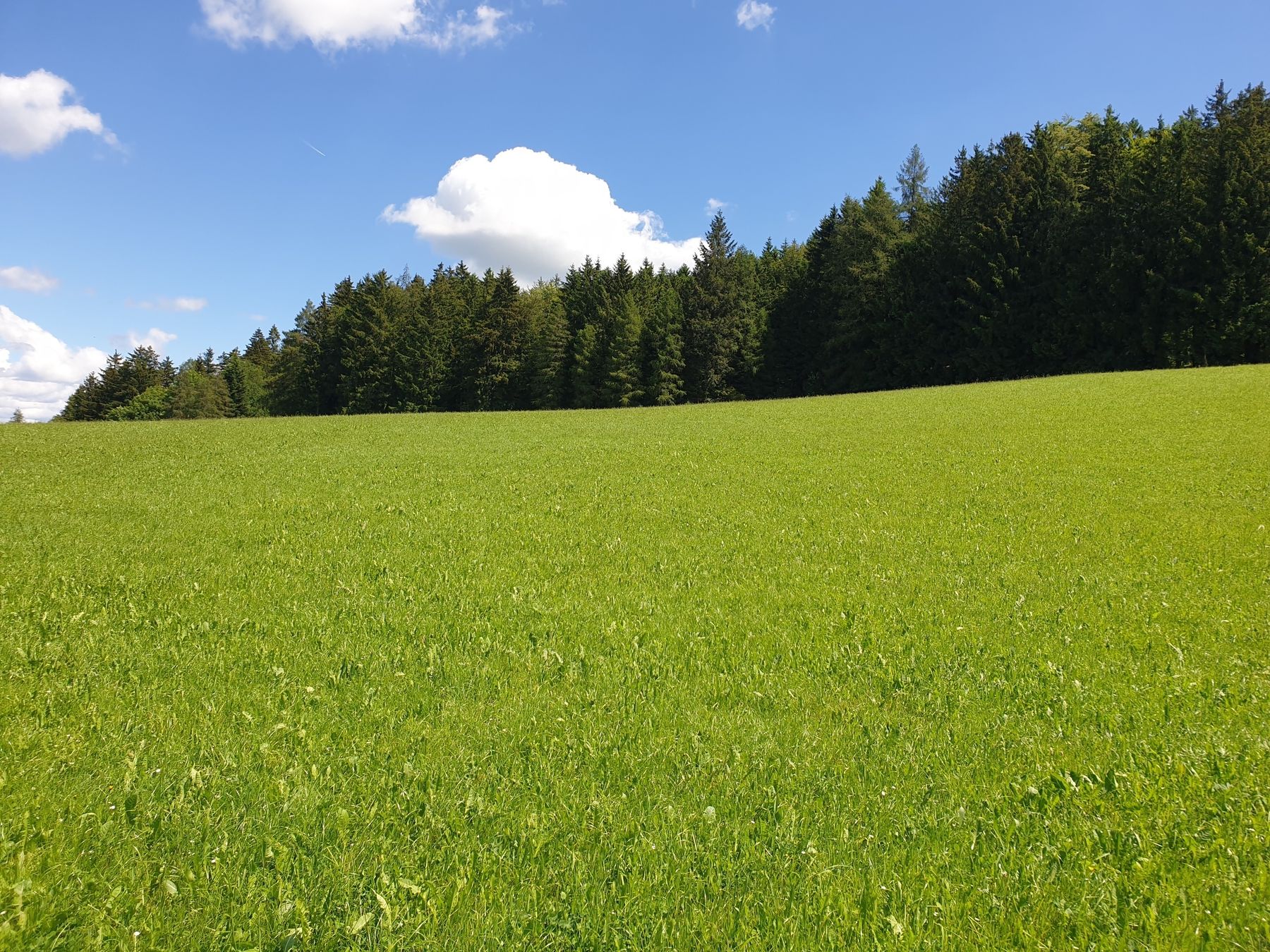 Landschaft Mühlviertel.jpg