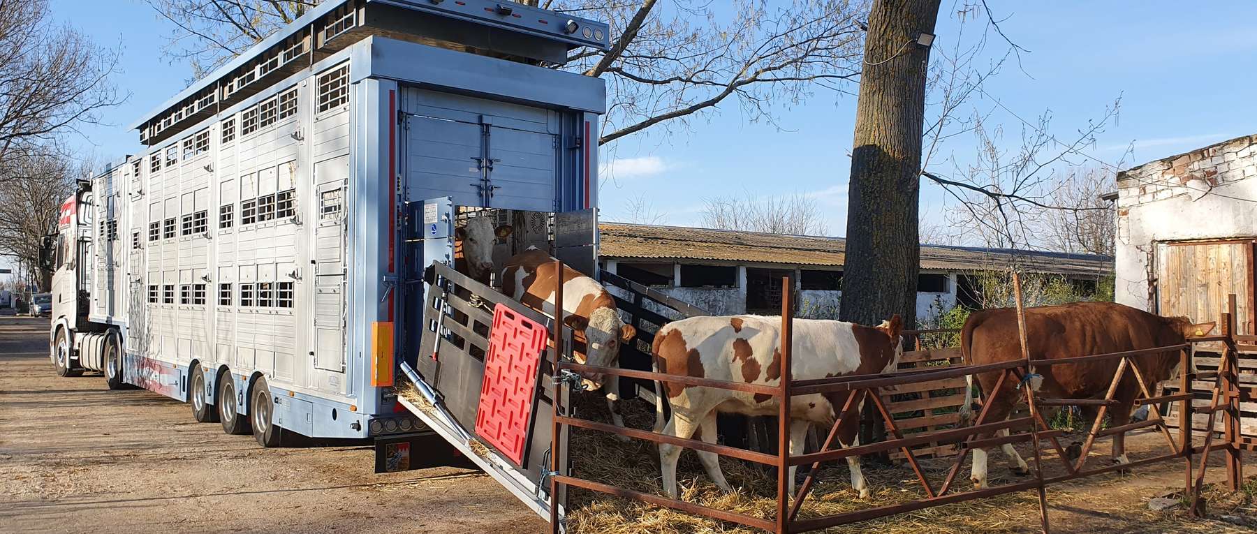 Rindertransport.jpg © Rinderzucht Austria