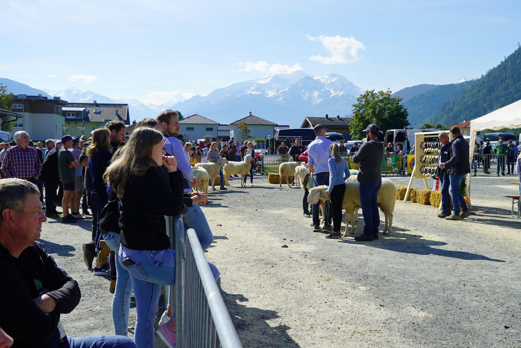 Landesschau für Schafe in Maishofen 2024.jpg © Kronreif Landesschau für Schafe in Maishofen 2024.jpg © Kronreif
