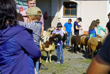 Landesschau für Schafe in Maishofen 2024.jpg © Kronreif Landesschau für Schafe in Maishofen 2024.jpg © Kronreif