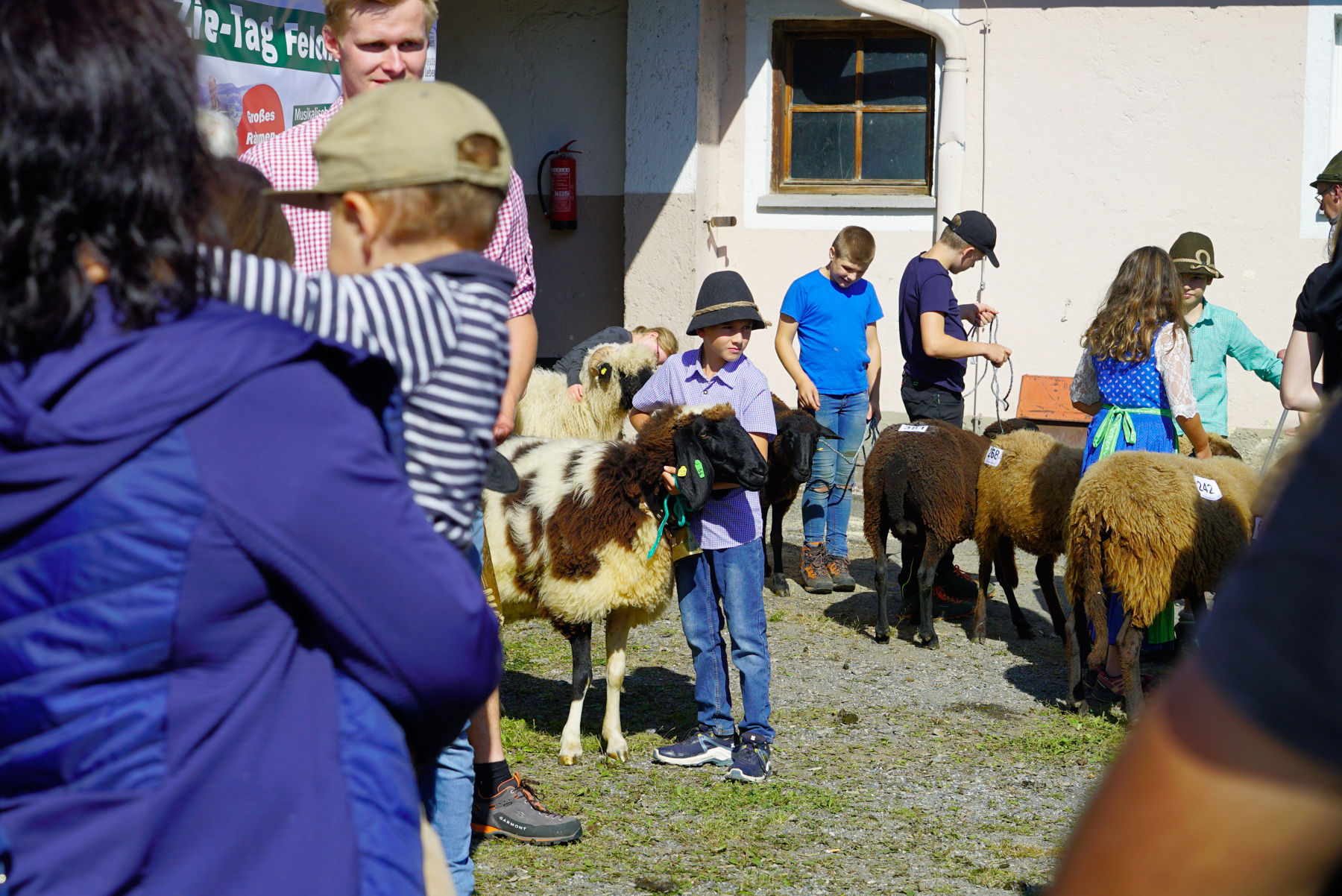 Landesschau für Schafe in Maishofen 2024.jpg © Kronreif