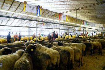 Landesschau für Schafe in Maishofen 2024.jpg © Kronreif