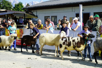 Landesschau für Schafe in Maishofen 2024.jpg © Kronreif