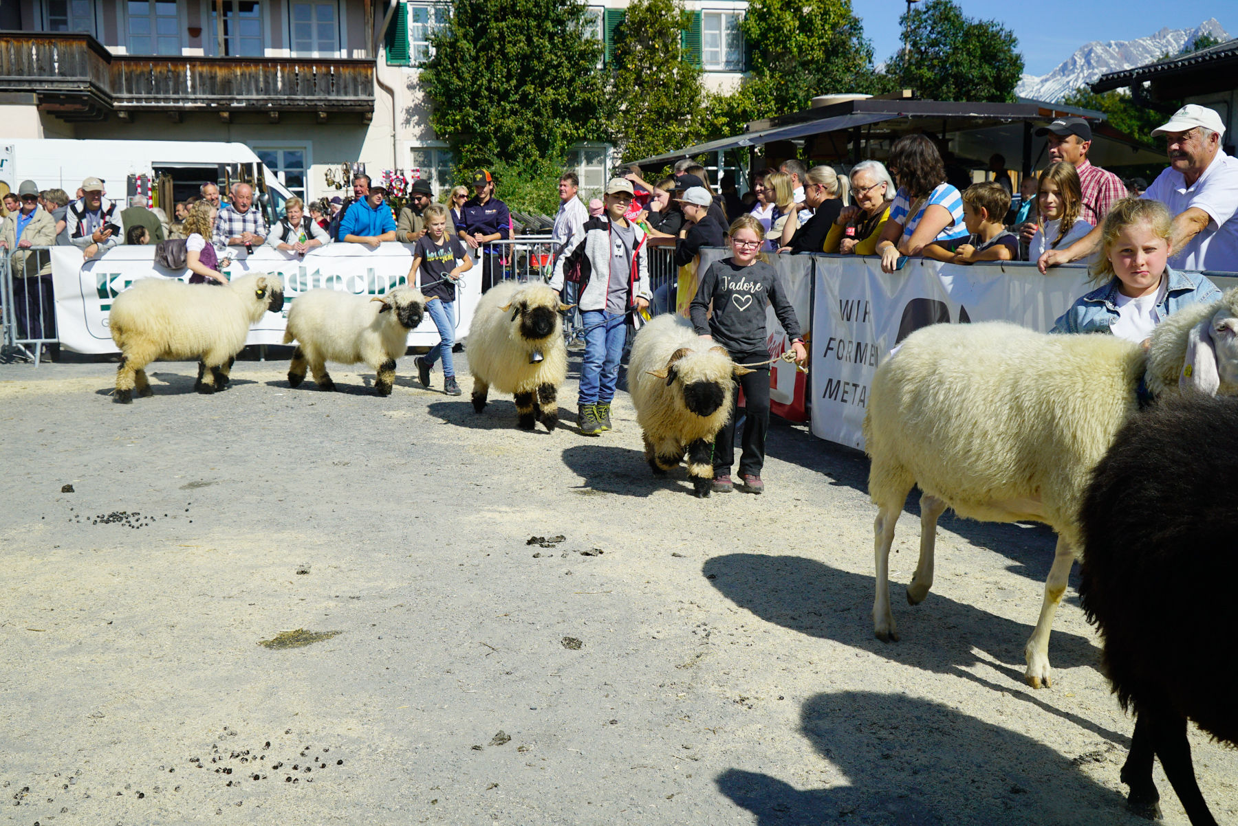 Landesschau für Schafe in Maishofen 2024.jpg © Kronreif Landesschau für Schafe in Maishofen 2024.jpg © Kronreif