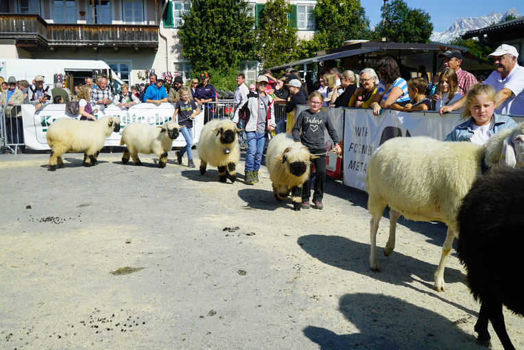 Landesschau für Schafe in Maishofen 2024.jpg © Kronreif