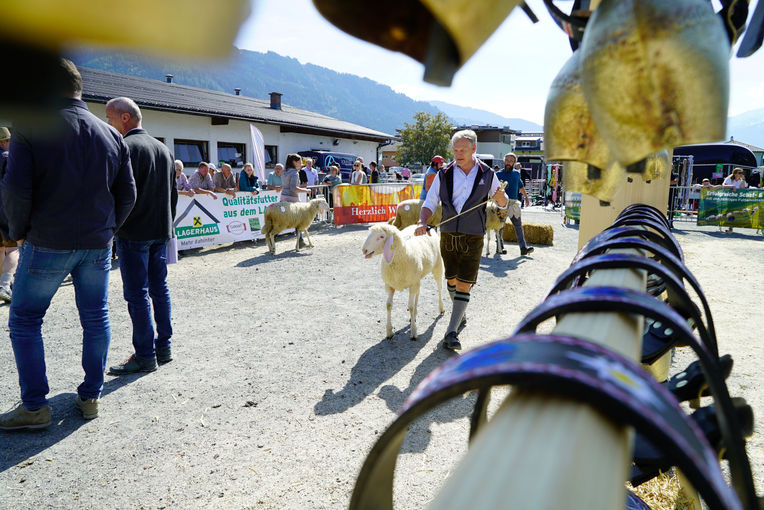 Landesschau für Schafe in Maishofen 2024.jpg © Kronreif