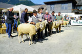 Landesschau für Schafe in Maishofen 2024.jpg © Kronreif Landesschau für Schafe in Maishofen 2024.jpg © Kronreif