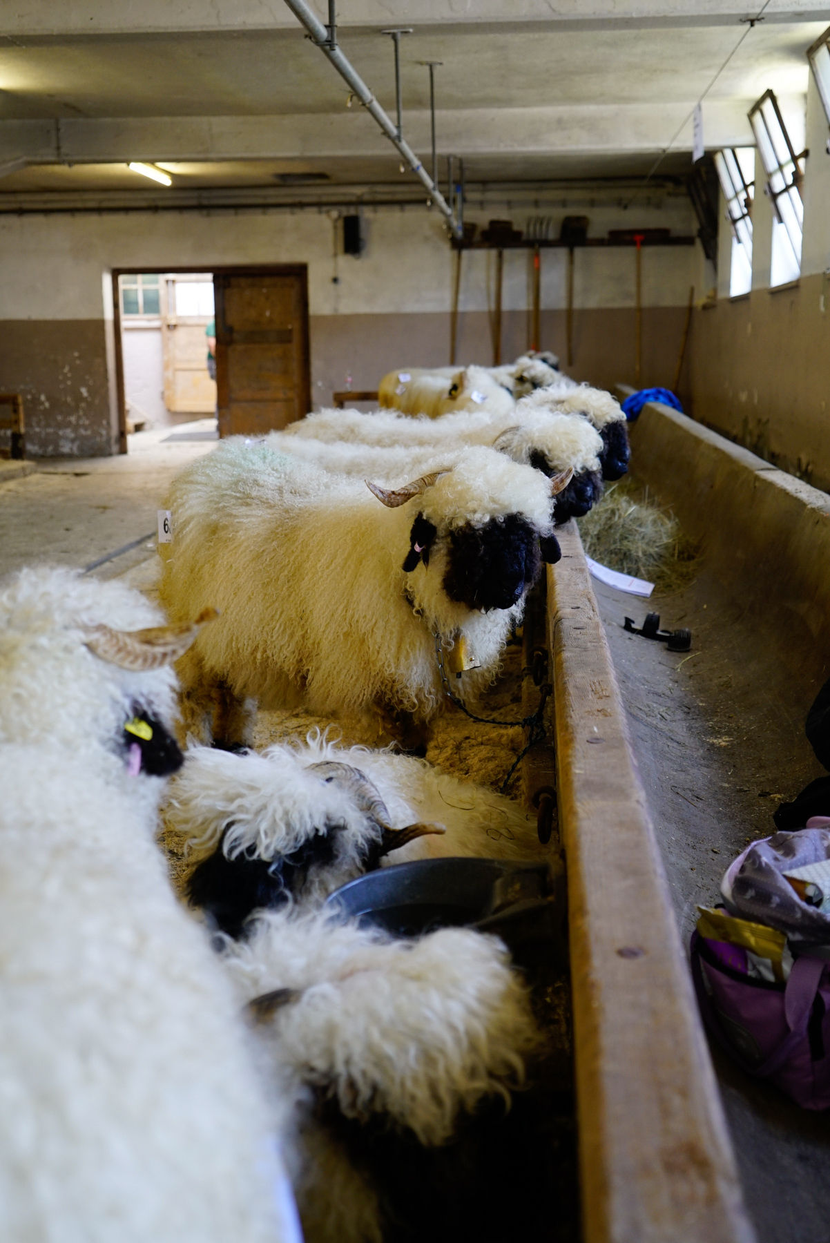 Landesschau für Schafe in Maishofen 2024.jpg