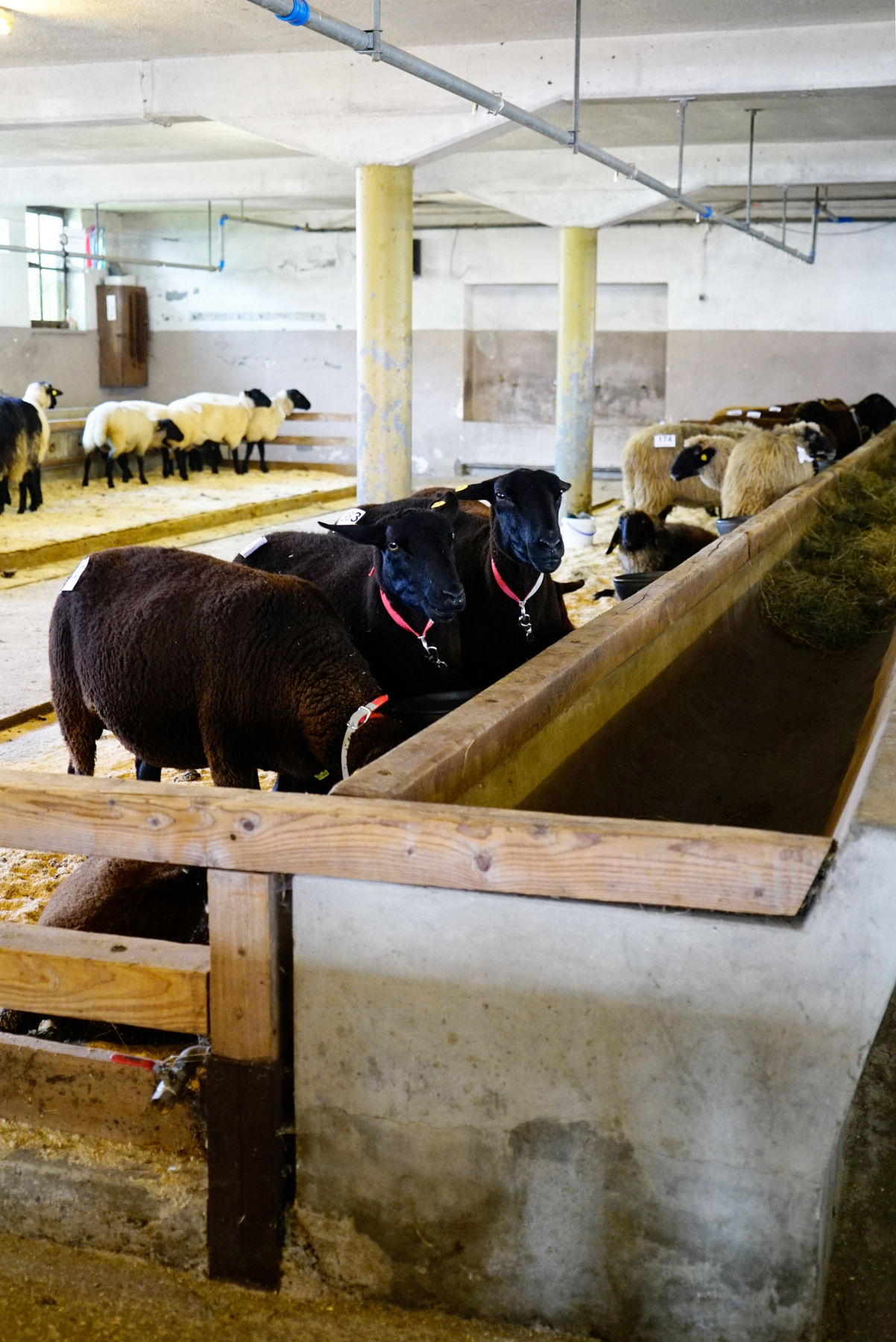 Landesschau für Schafe in Maishofen 2024.jpg © Kronreif Landesschau für Schafe in Maishofen 2024.jpg © Kronreif