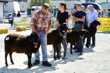 Landesschau für Schafe in Maishofen 2024.jpg