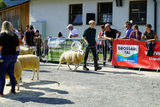 Landesschau für Schafe in Maishofen 2024.jpg © Kronreif Landesschau für Schafe in Maishofen 2024.jpg © Kronreif