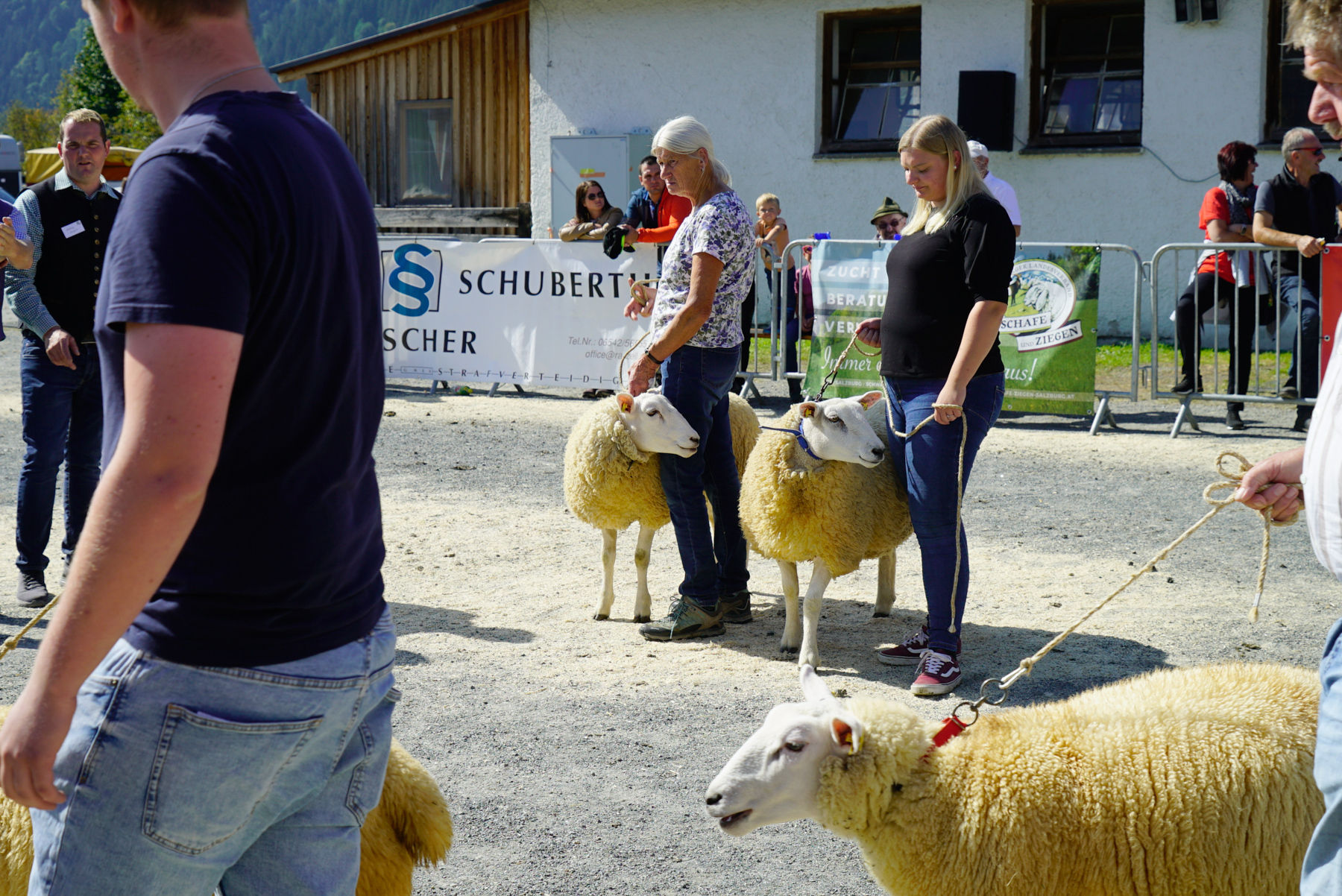 Landesschau für Schafe in Maishofen 2024.jpg