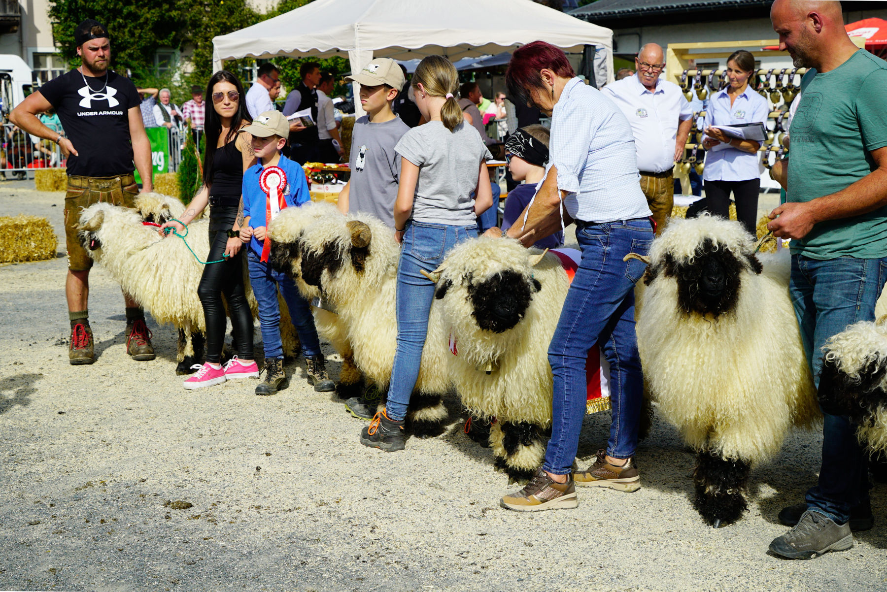 Landesschau für Schafe in Maishofen 2024_Teil 2.jpg © Kronreif