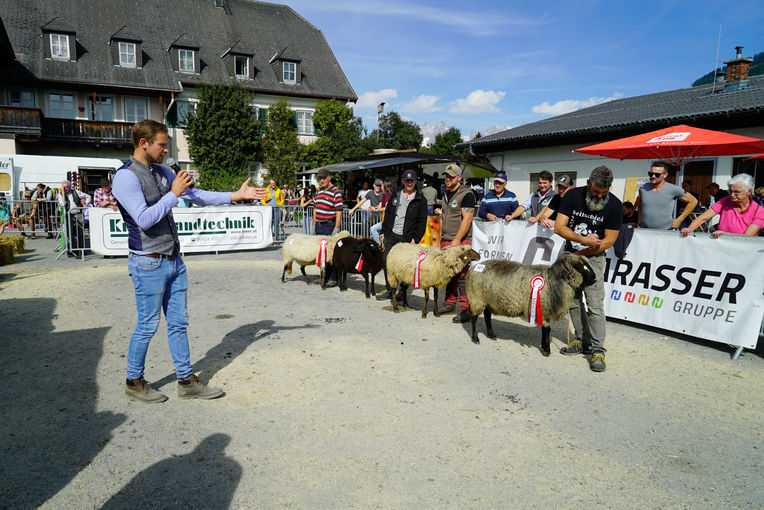 Landesschau für Schafe in Maishofen 2024_Teil 2.jpg © Kronreif