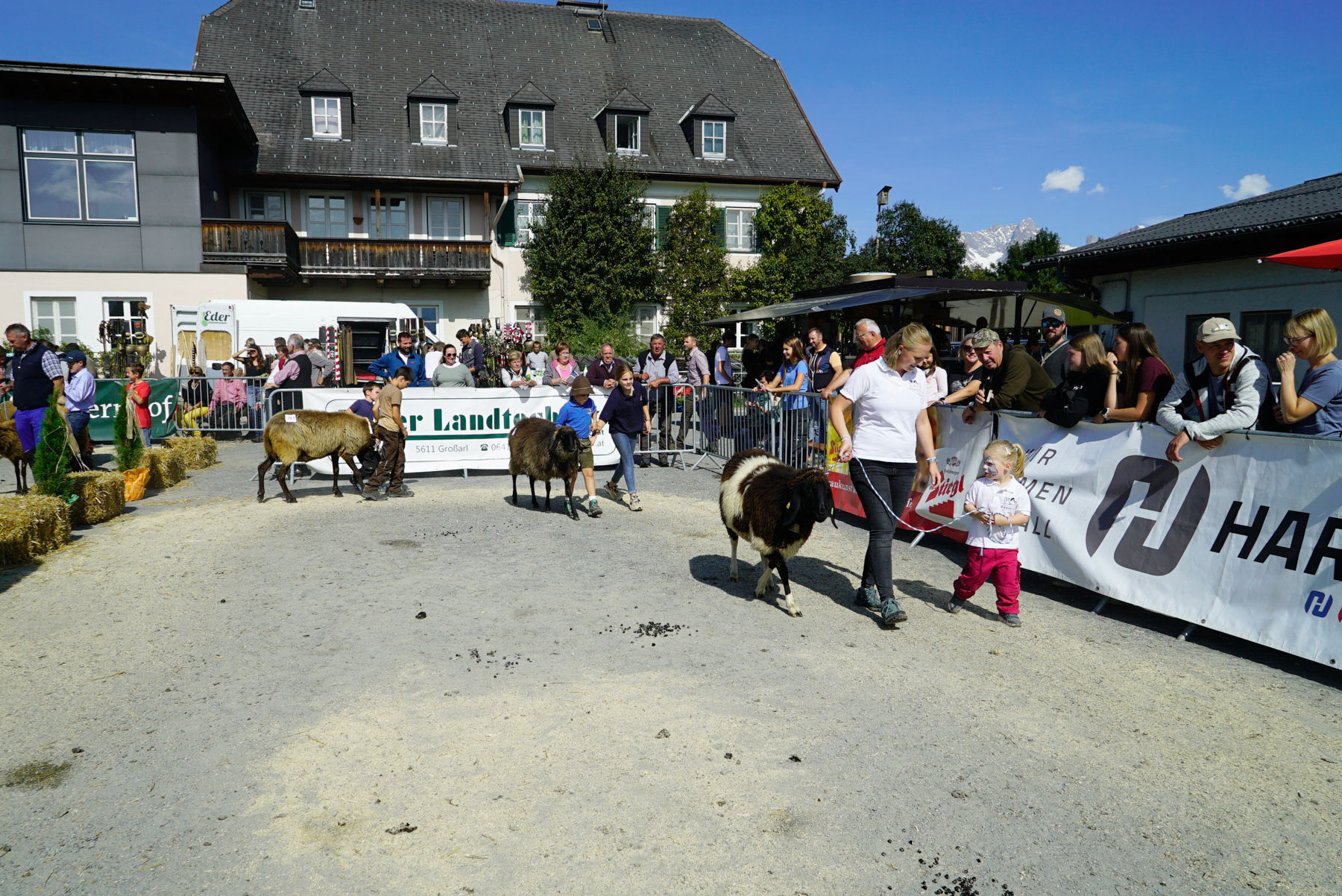 Landesschau für Schafe in Maishofen 2024_Teil 2.jpg © Kronreif