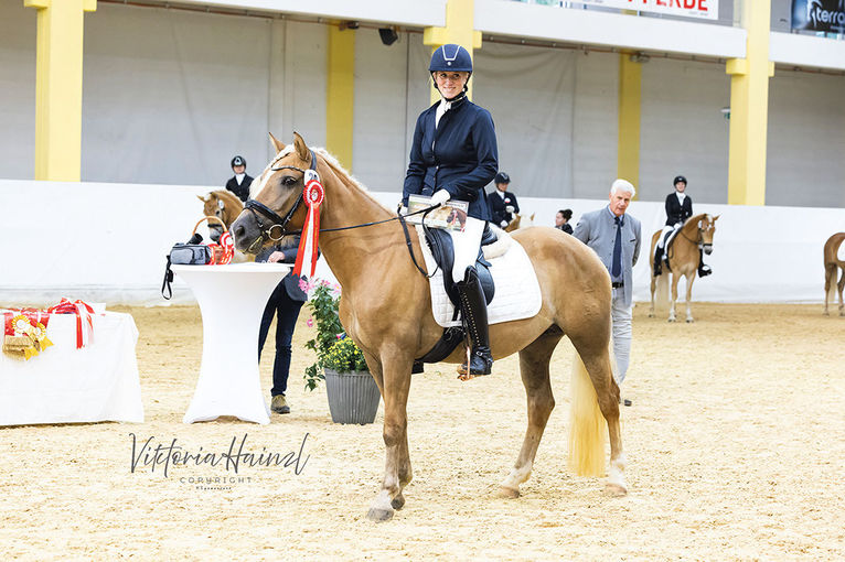 Salzburger Haflinger überzeugten beim  Bundeschampionat.jpg