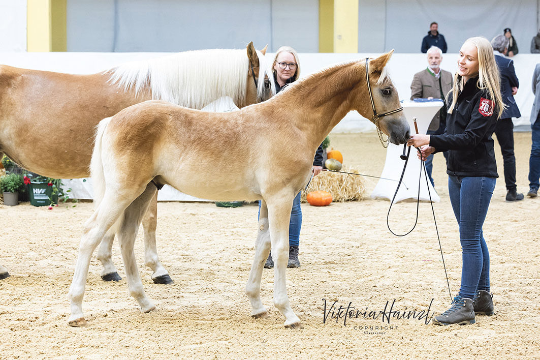 Salzburger Haflinger überzeugten beim  Bundeschampionat.jpg