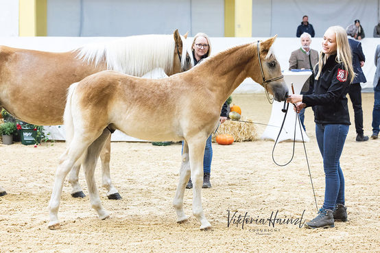 Salzburger Haflinger überzeugten beim  Bundeschampionat.jpg