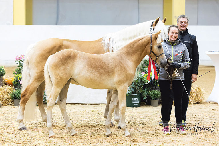 Salzburger Haflinger überzeugten beim  Bundeschampionat.jpg